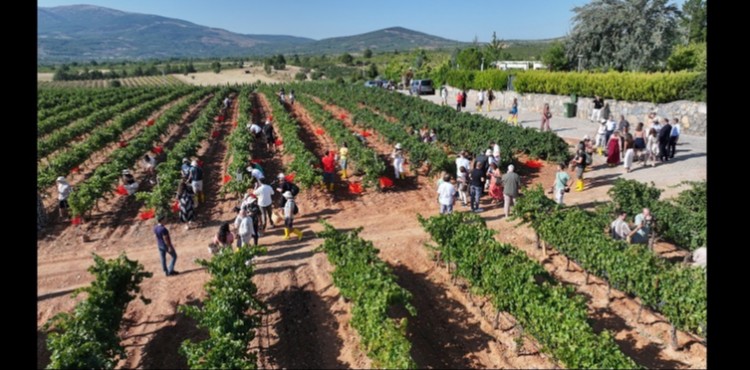 al Babozumu Festivalinde kltr, sanat ve baclk bir arada